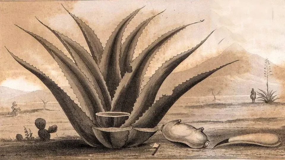 Maquey Drawing