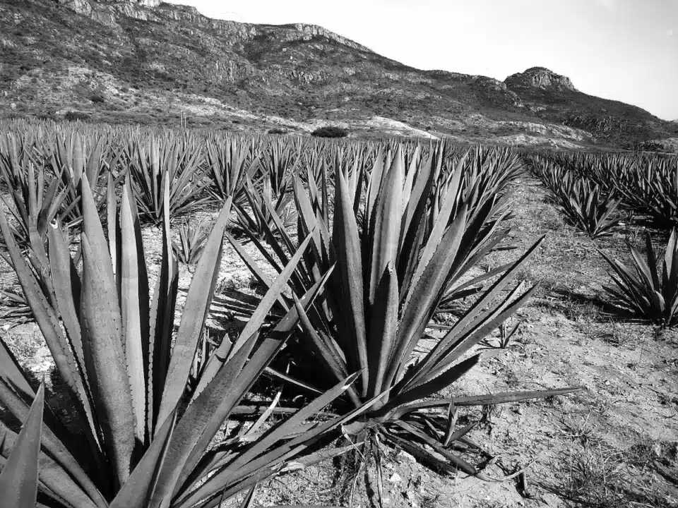 Maguey