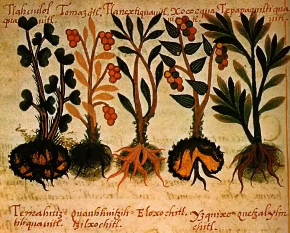 Plantas medicinales mexicas