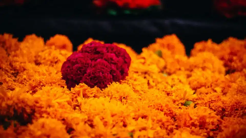 Flores de cempasúchil amarillas y violetas usadas en ofrendas del Día de Muertos. Foto de TonyMYM, subida el 2 de noviembre de 2018; licencia CC BY-SA 4.0.